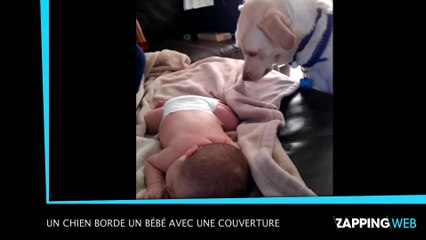 Un chien borde un bébé avec une couverture (vidéo)