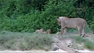 New Lion Cubs Animal Videos