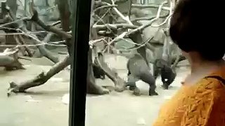 Pelea de gorilas Animal Videos