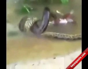 PYTHON EATS COW Animal Videos