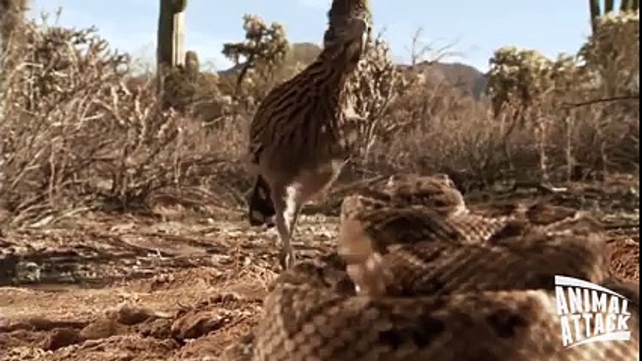 ROADRUNNER ATTACKS RATTLESNAKE Animal Videos