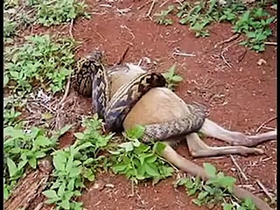 The Biggest Snake In the World! Animal Videos