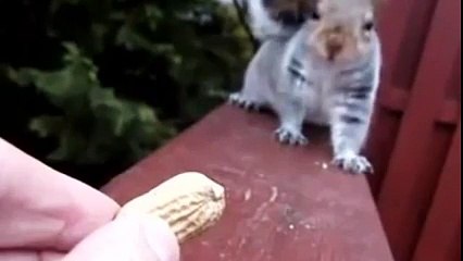This Squirrel Is Suspicious Of Your Nuts Animal Videos