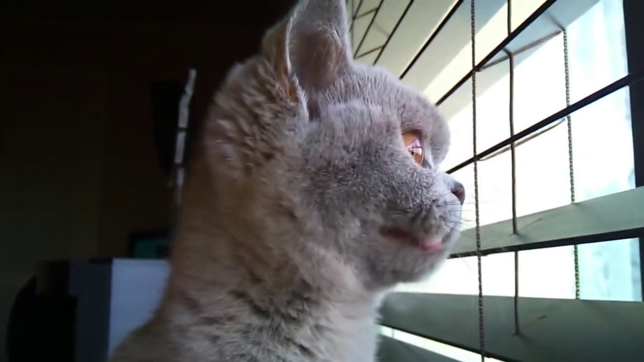 Crazy Cat Noise