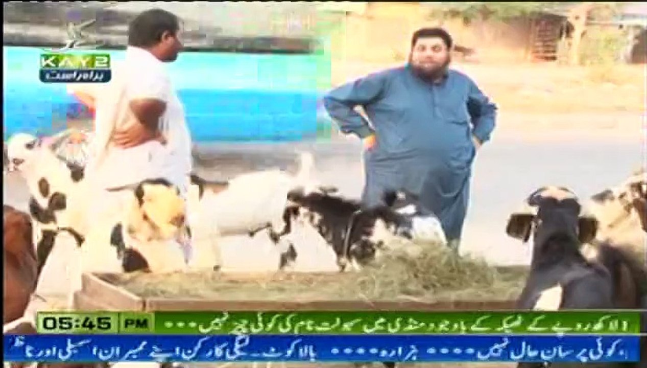 Jhelum Bakra mandi report