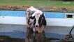 Firefighters rescue cow trapped in a swimming pool