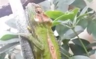 Assistez à la naissance d'un bébé caméléon en direct !