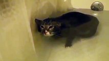 A cat meowing under water... HAHA so cute!