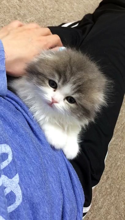 Mag Ma | 【姫にゃん日記】キラースマイルにゃん♡【かわいい猫動画】