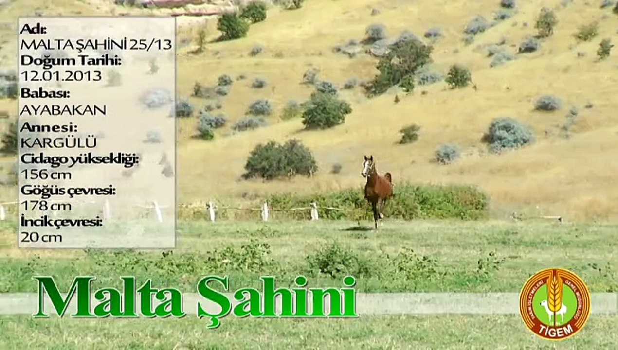 MALTA ŞAHİNİ