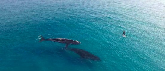 Paddle Boarding with Whales, Esperance Australia