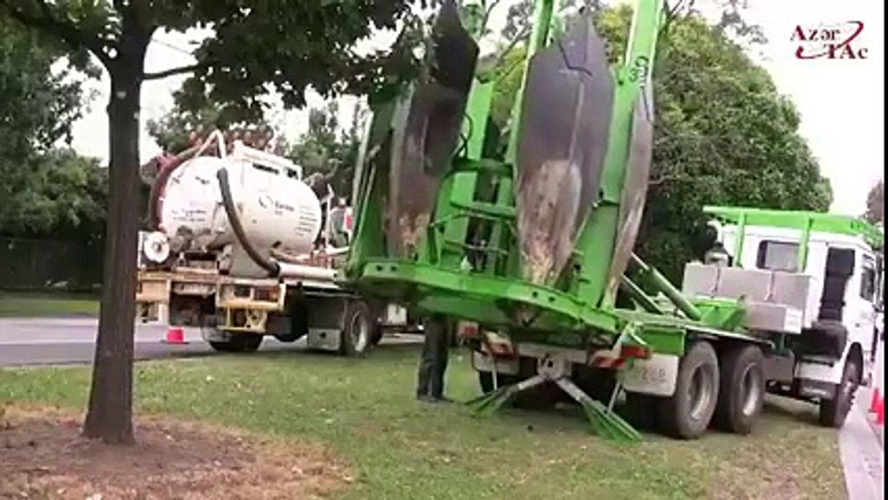 Amaazing-Tree Transfer