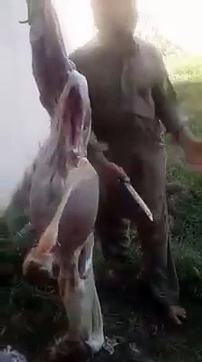 Fake kasai on eid. hahahha