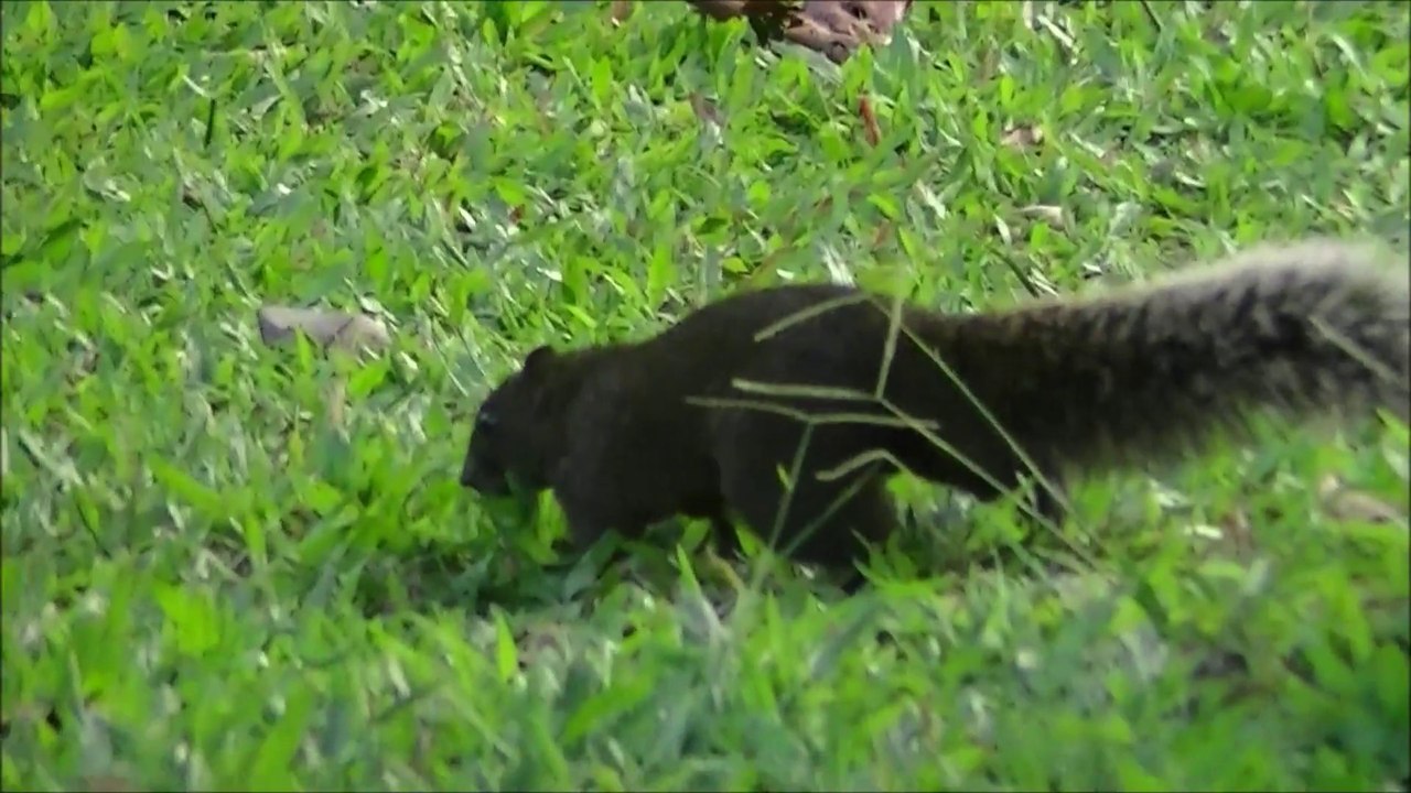 Daan Park, les écureuils.