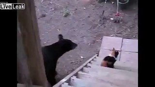 Bear Sneaks Up On Cat