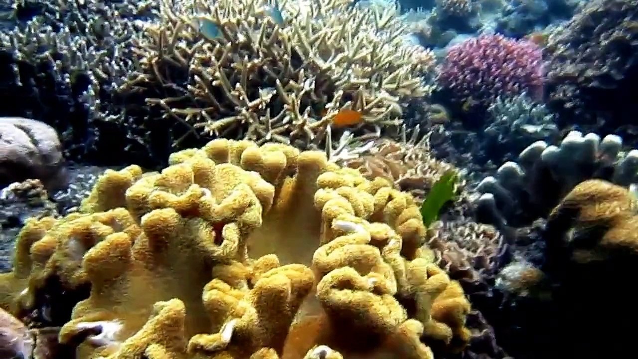 Wonderful Indonesia _ Bunaken Amazing Underwater