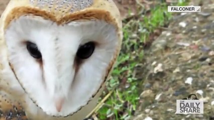 Un hibou et un chat: meilleurs amis du monde