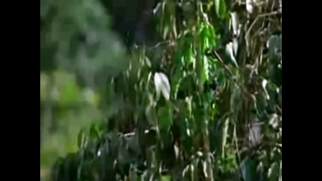 Eagle attacks Wolf, Man, other Animals - Animal Attack Video Compilation