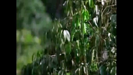 Eagle attacks Wolf, Man, other Animals - Animal Attack Video Compilation