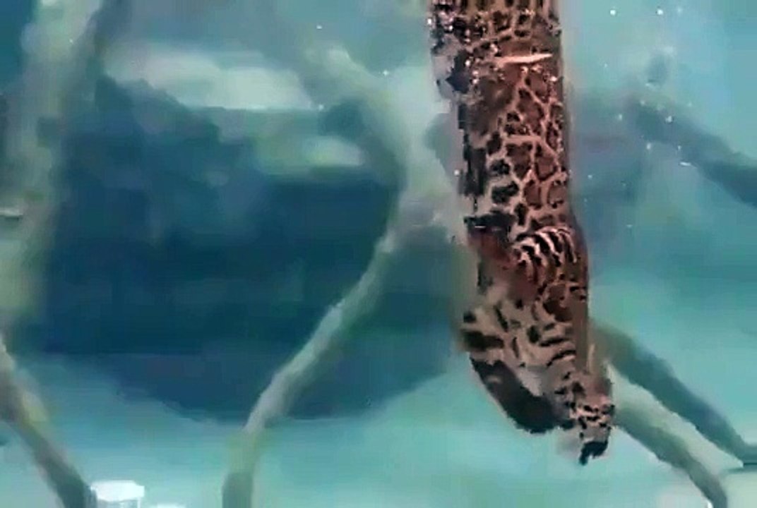 Panther in Water