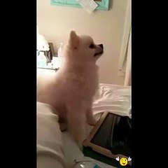 You Never See in Life This Type of Dog Sneezing