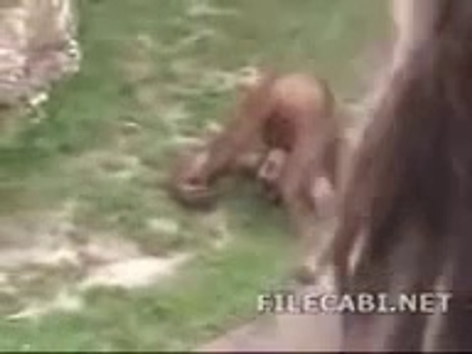 Ein Affe trinkt seine Pisse