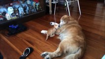 dog and cat are best friends Funny Video