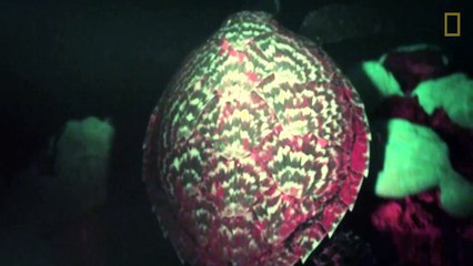 Découverte d'une tortue fluorescente