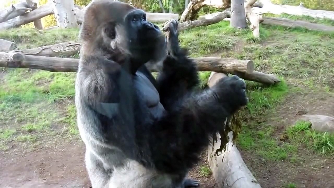 Gorilla zieht scheiße aus seinem Arsch !!!