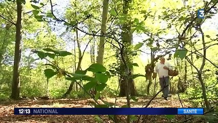 Cueillette des champignons : attention aux drames !