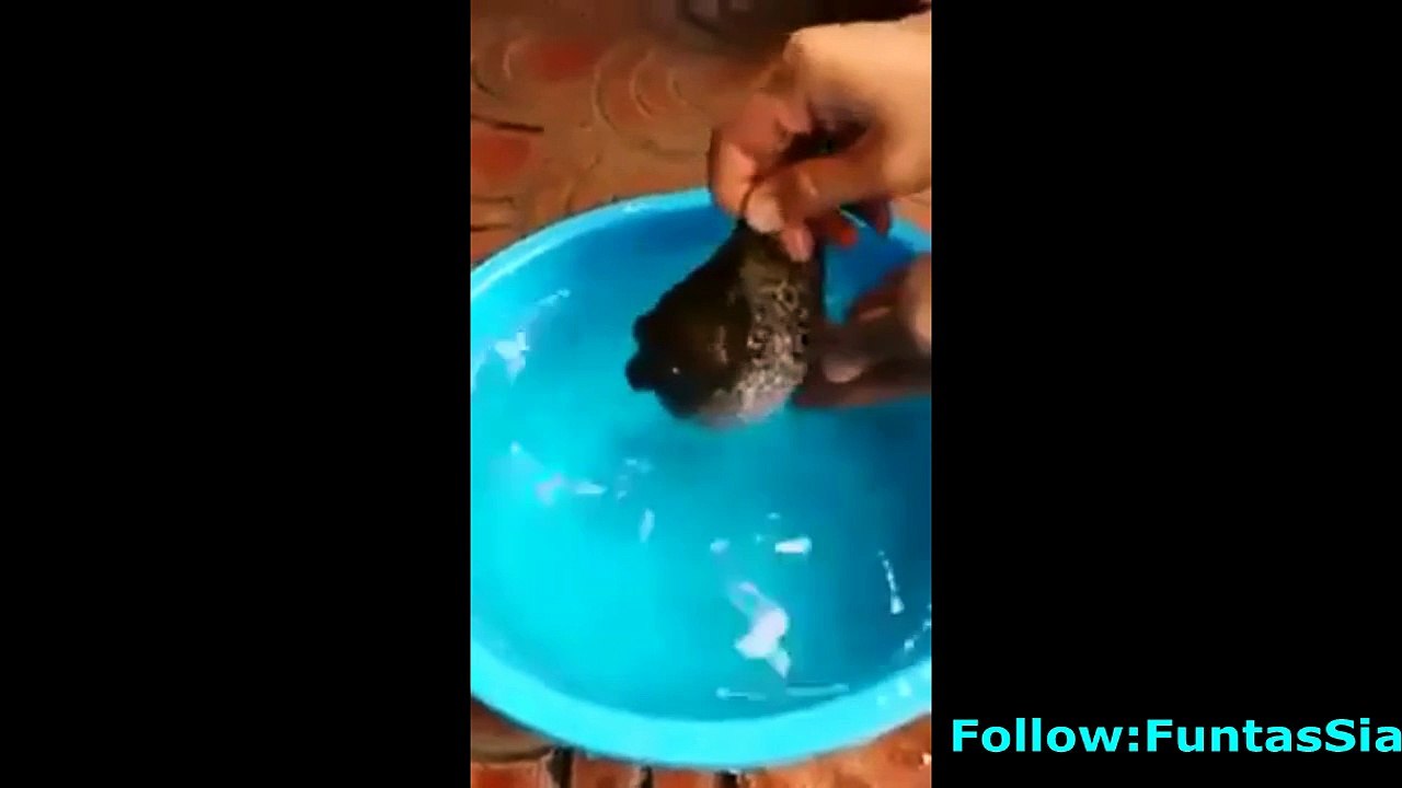 What A Fish - Masha Allah