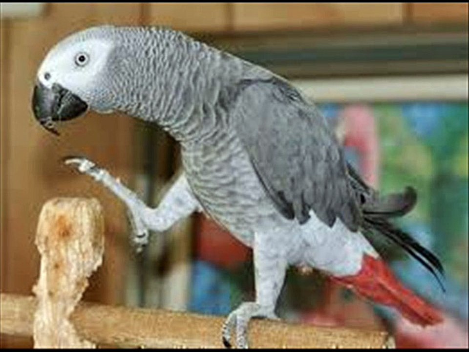 African Grey Parrot kithun milu Punjabi Dr.Ashraf Sahibzada