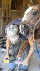 Funny Horse tries to lick Blacksmith Guy Ears and Face... Is this love haha?