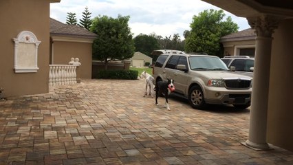 Great Dane helps carry in groceries