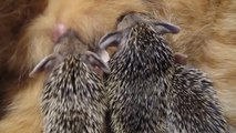 Mother cat adopts orphaned hedgehogs
