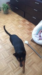 Dog trained to gently rock baby cradle