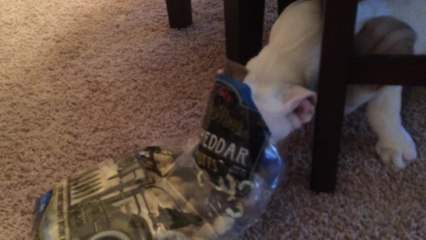 Sneaky puppy knows where to find treats