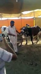 Malik ka wafadaar Wera