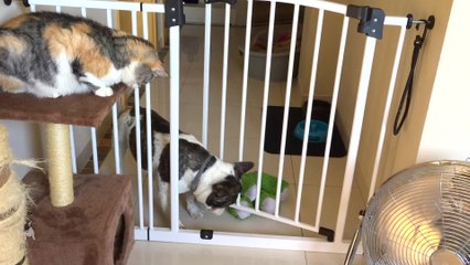 French Bulldog struggles to bring toys through gate