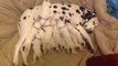 Dalmatian mom nurses 11 hungry puppies