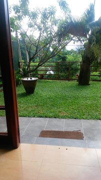 Monkey mom snatches epic meal for baby