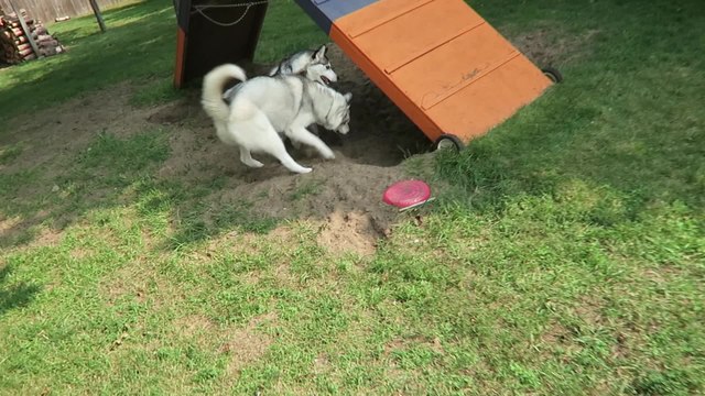Husky tries dog shoes for the first time