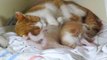 Mother cat hugs her precious kittens