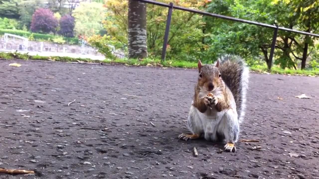 Friendly squirrel snacks on acorn for camera