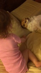 Toddler gives priceless response to sneezing Chihuahua