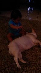 French Bulldog accidentally knocks down baby