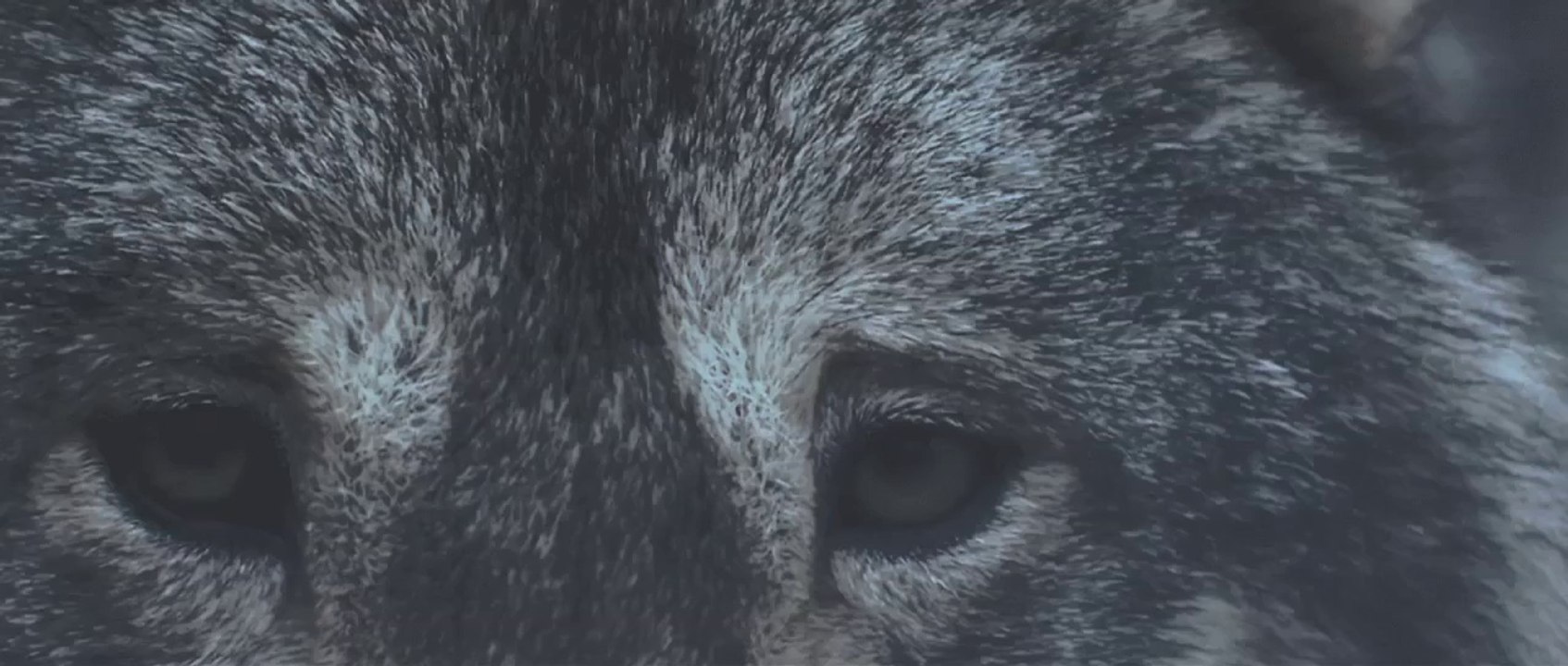 :PAPERCUTZ - Where Beasts Die [Official]