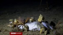Timelapse muestra cómo cientos de animales devoran un pez en el fondo del Ártico