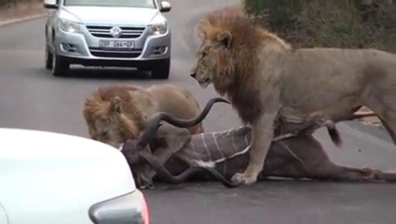 Lions On The Road