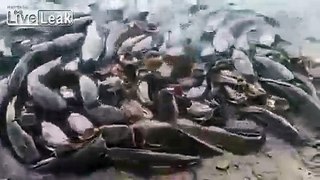 Fish feeding frenzy